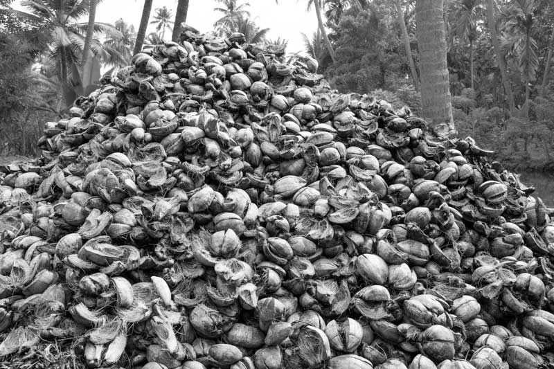 Coconut husk piled up for industrial processing in Kuttanad in Kottayam district, Kerala - coconut husk retting contributes to water pollution due to release of large amounts of organic pollutants, hence endangering the wetland's flora and fauna